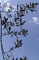 Italy 99 Olive Branch